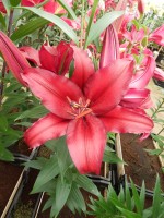 [4266 Firebolt No02.JPG]